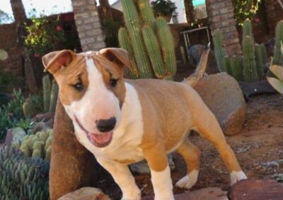 Pure Bred Bull Terrier Northern Cape