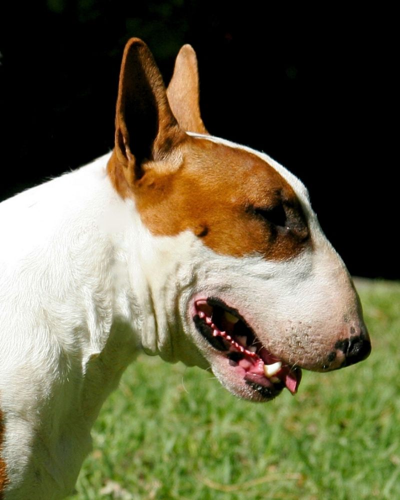 Panomar Pure Bred Bull Terriers