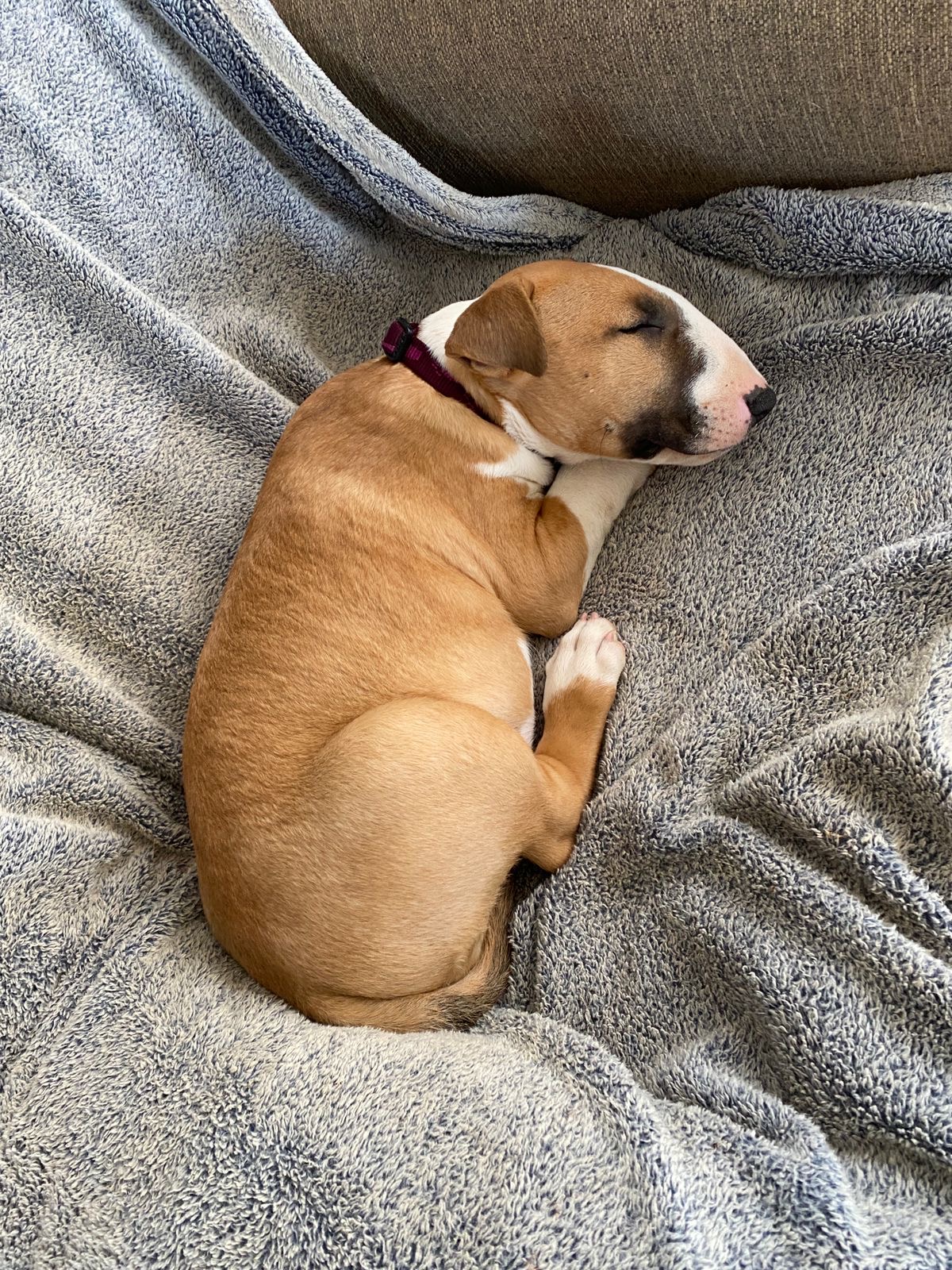 Red Bull Terrier Puppy Sleeping