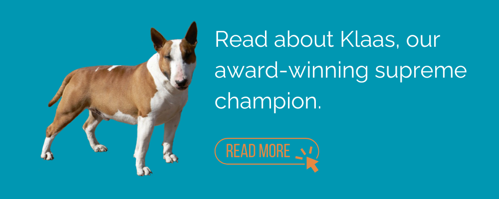 Award winning pure bred champion bull terrier